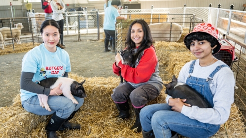 Three students sitting on hay bales, holding piglets.