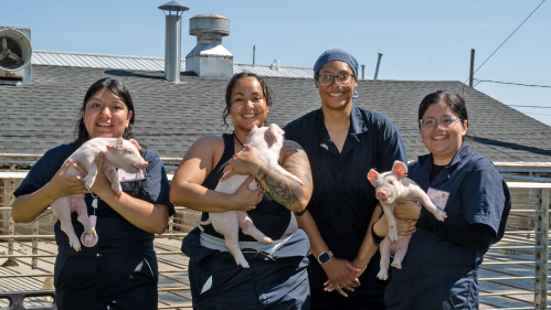 Four students holding piglets.