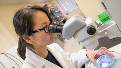 A graduate students looking into a microscope.